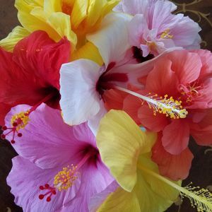 Meet your Posher, Deborah